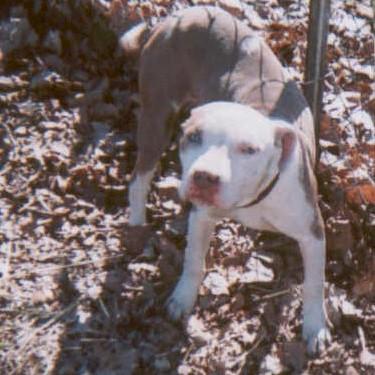 media/All Out Kennels Scar Pit Bull.jpg